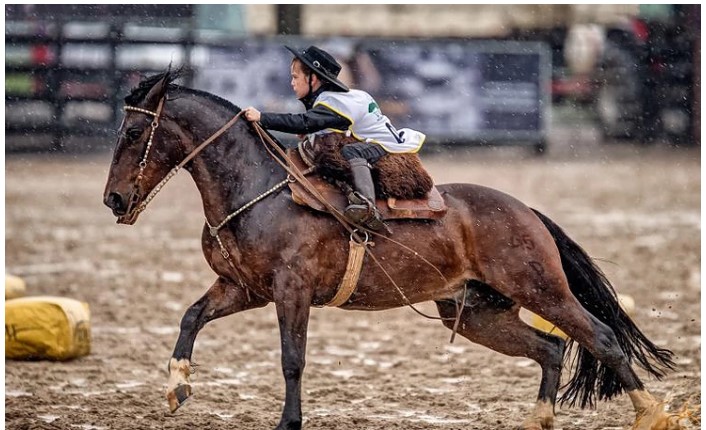 Em Busca do Cavalo Crioulo 